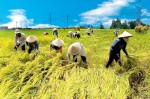 Nông nghiệp Việt Nam hướng tới tăng trưởng ổn định và bền vững